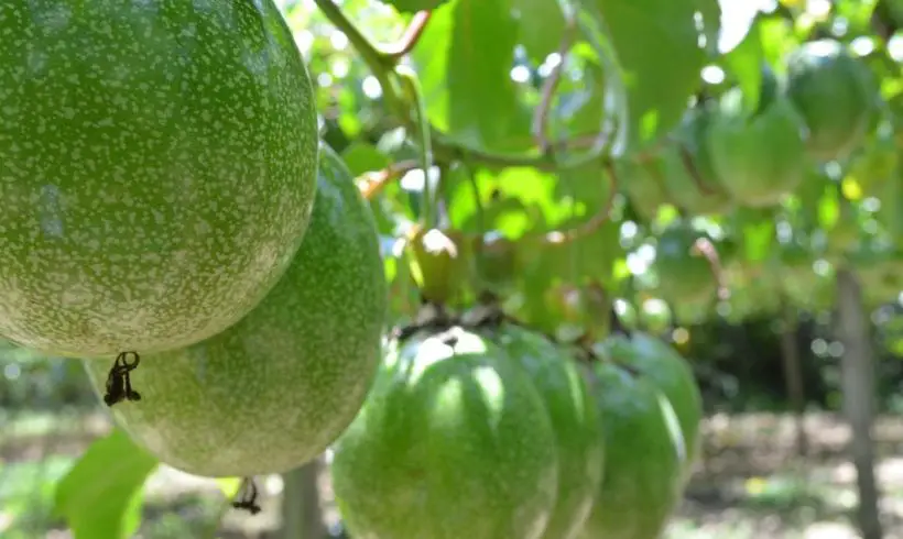 7 Livros Agronômicos Grátis! [PDF]