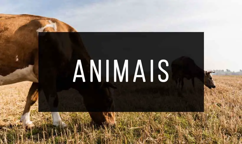 +50 Livros de Animais Grátis! [PDF]