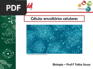 Célula - envoltórios celulares