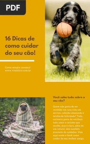 16 Dicas de como cuidar do seu cão!