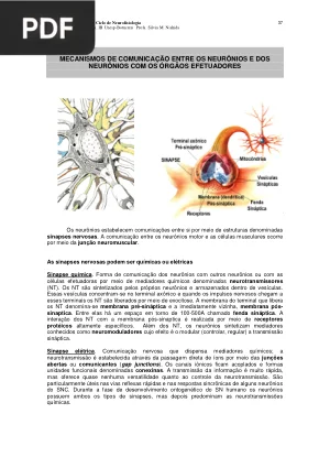 Mecanismos de Comunicação entre os Neurônios