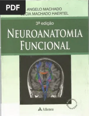 Neuroanatomia Funcional