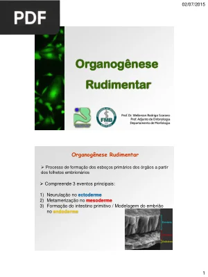 Organogênese Rudimentar